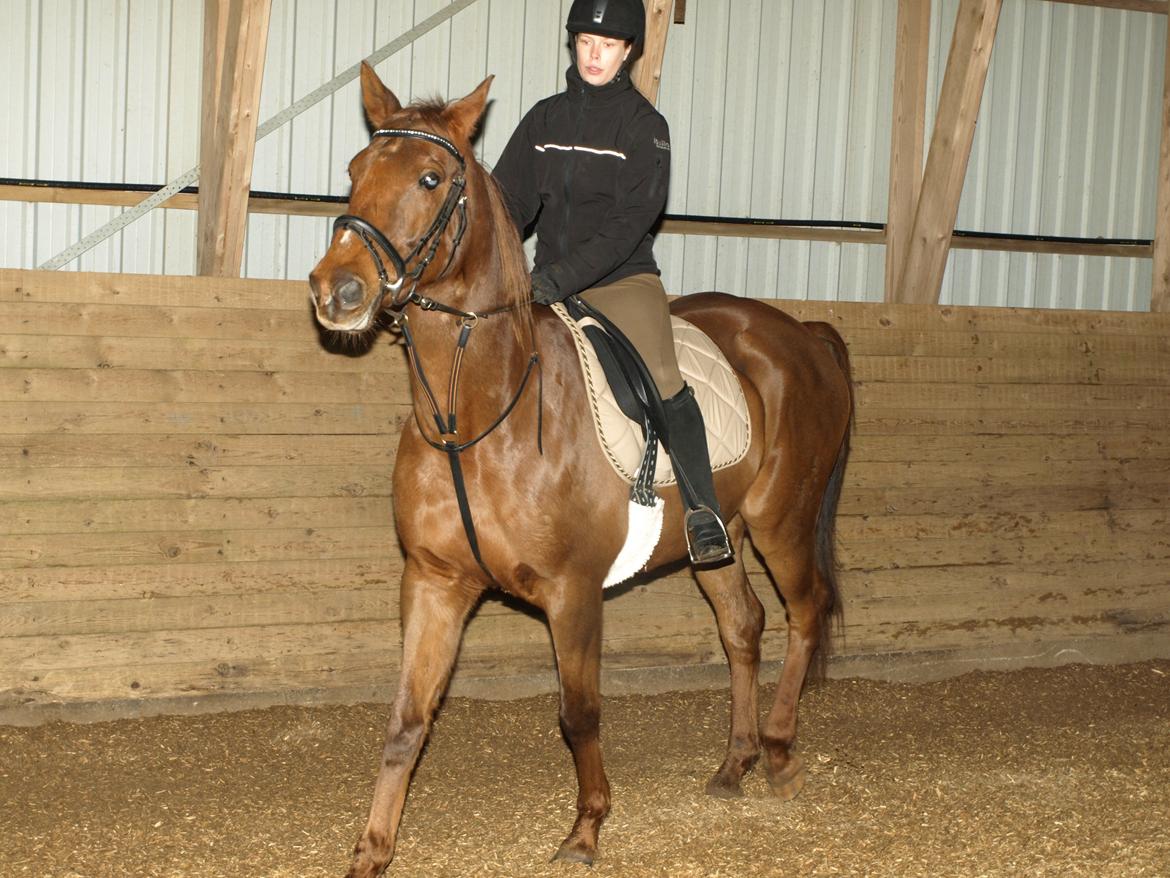 Anden særlig race Nippy - Så er vi lidt oppe at køre fordi vi man ikke må det man har lyst til..   billede 16