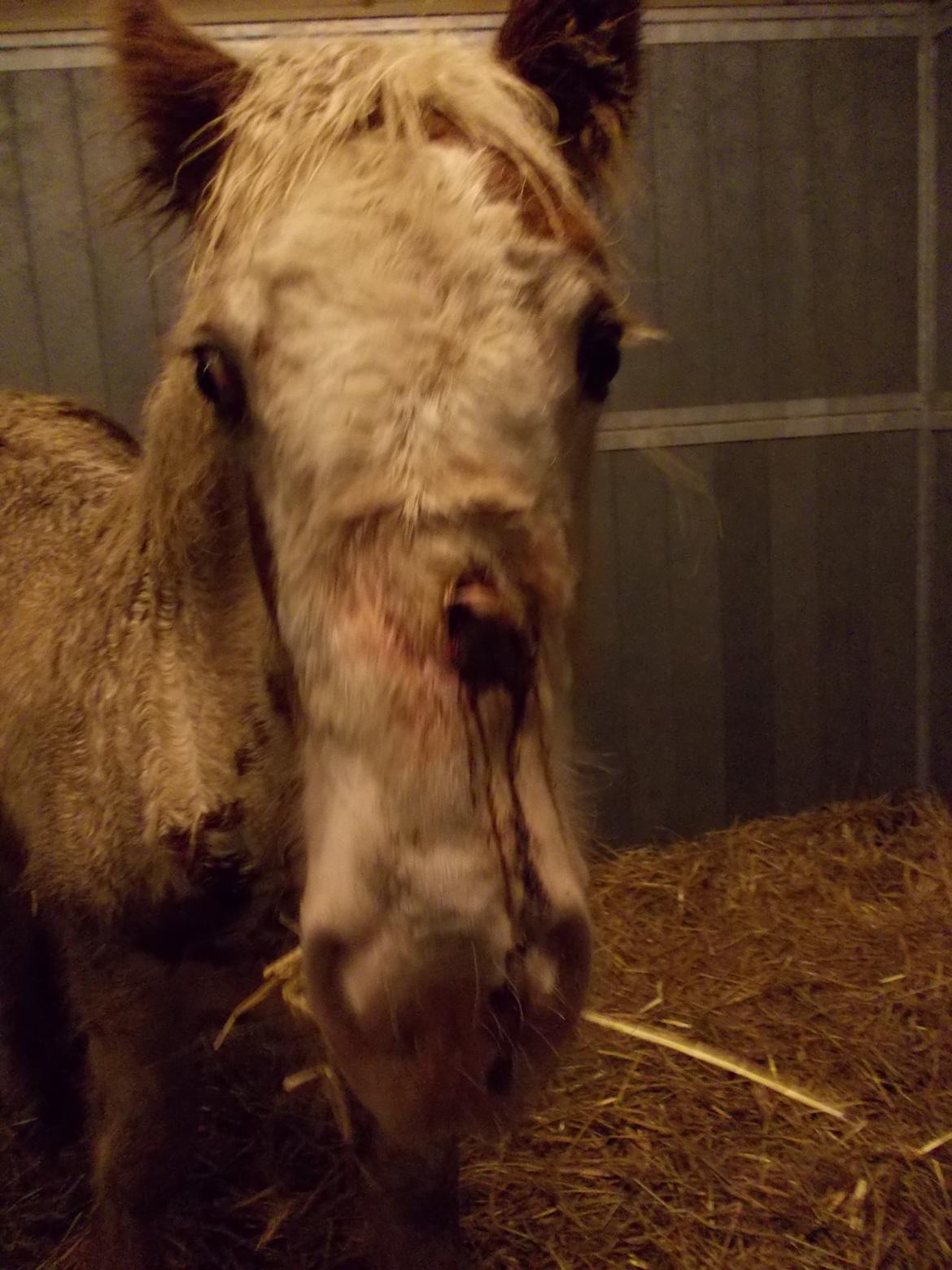 Irish Cob ITS Hazel - Dag 2 og endelig fanget, av av, her har hun så lige fået jodspray på for at desinficere, så det ser meget blodigt ud, men der er brunt jod. billede 16