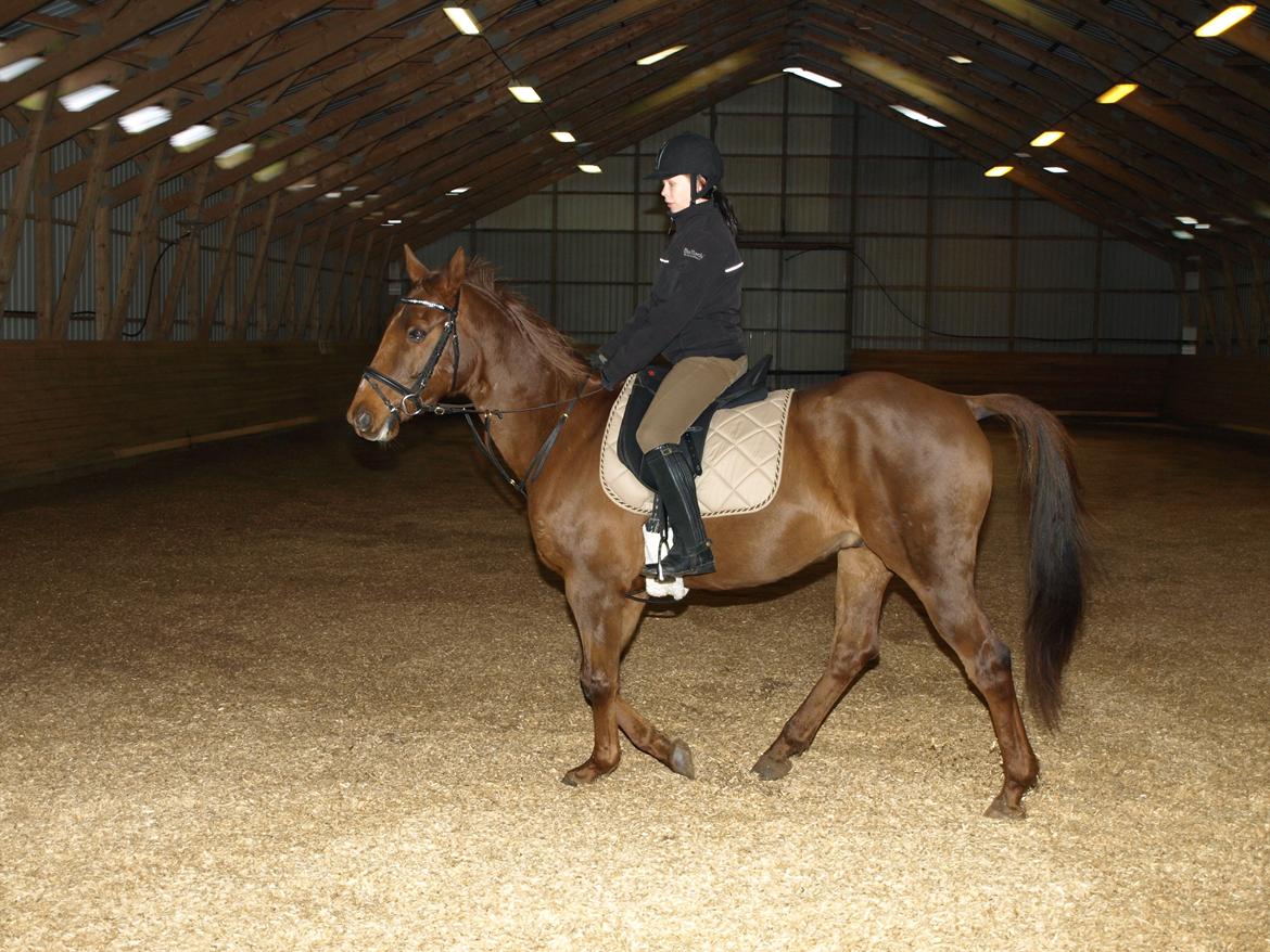 Anden særlig race Nippy billede 17