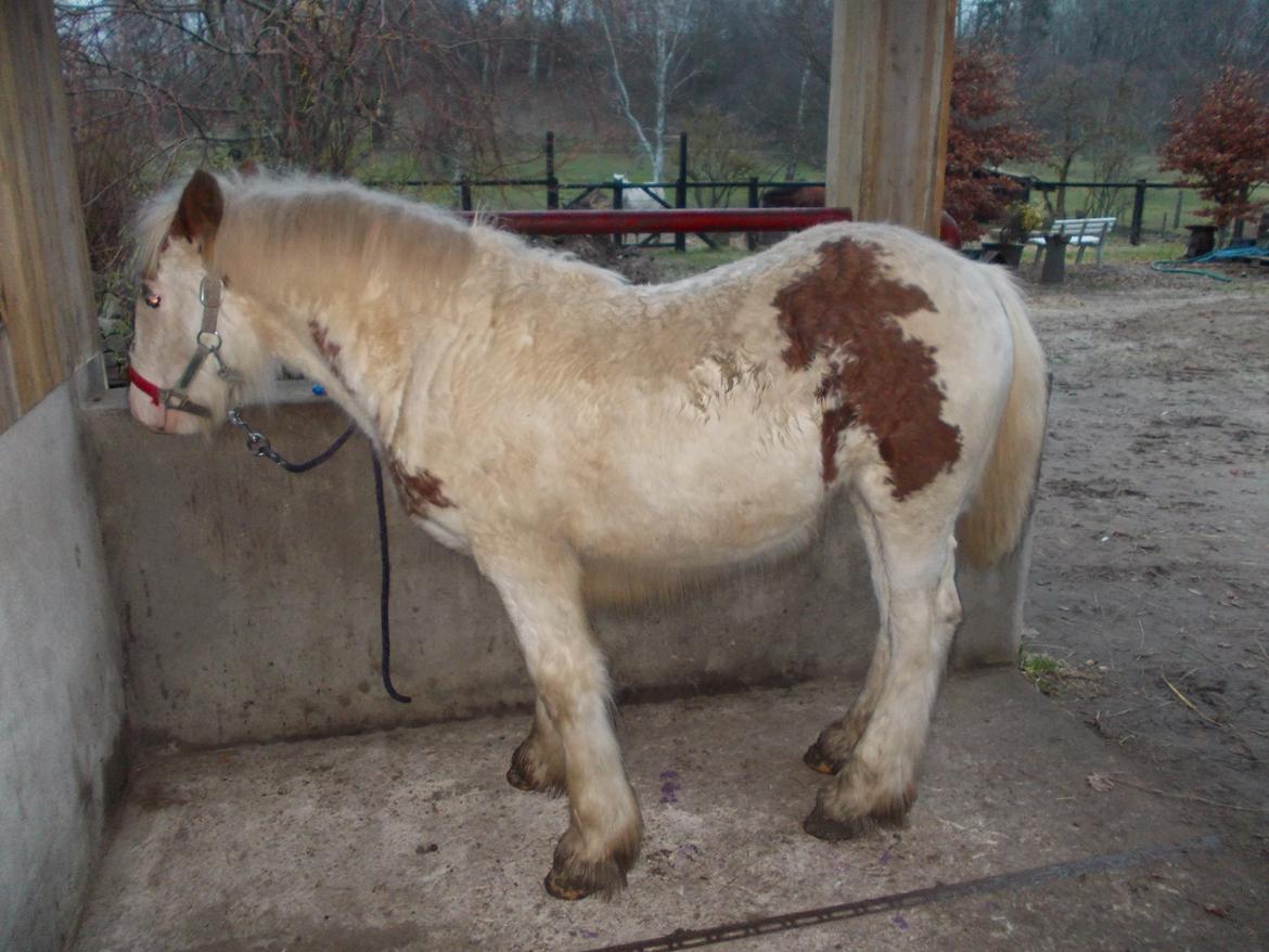 Irish Cob ITS Hazel - Ca 14 dage efter ankomst, hun er nu blevet tryg ved mig og kan stå bundet og få ordnet hove. billede 15