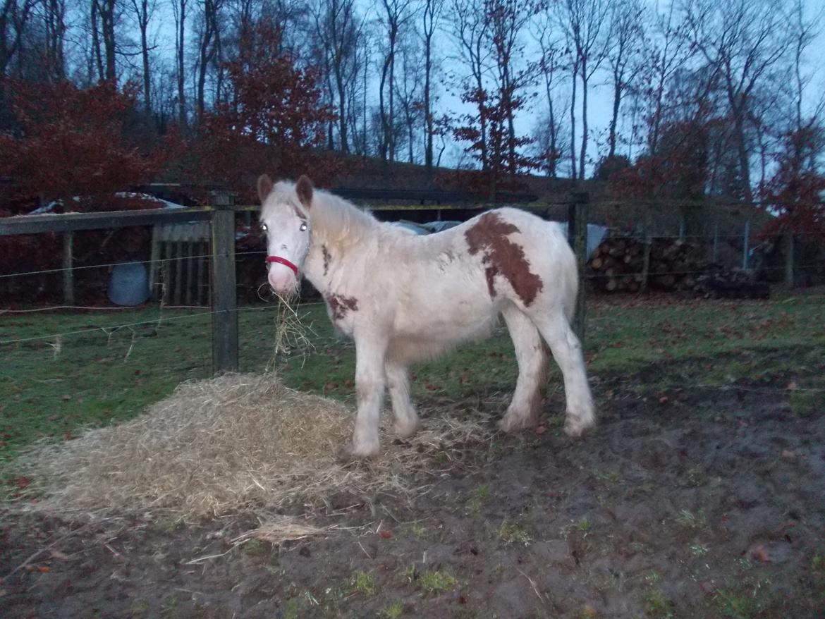 Irish Cob ITS Hazel - Masser af hø skal der til, så man kan blive en stor og farlig vildhest. billede 14
