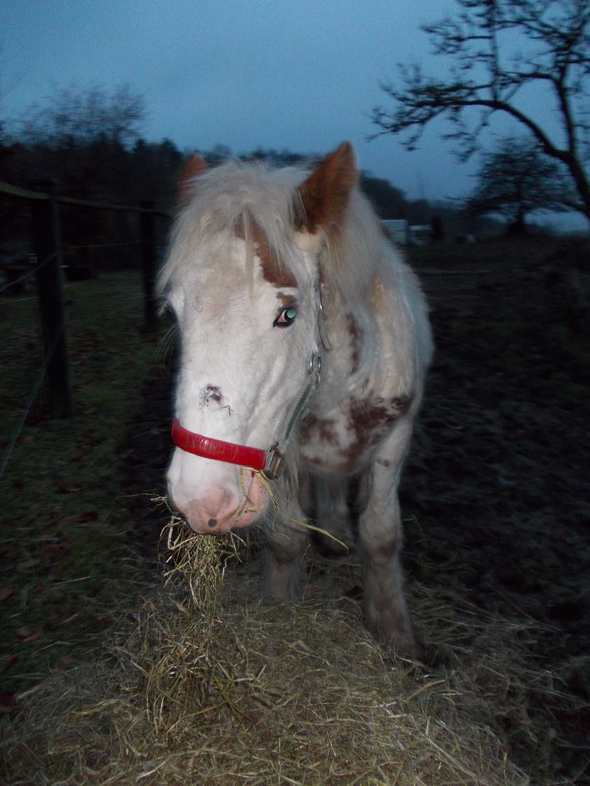 Irish Cob ITS Hazel - Såret som det så ud ca 14 dage efter 1. uheld. billede 13
