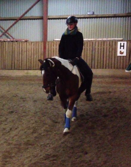 Anden særlig race Pinocchio Star - Dejlige ponydyr! <3
 billede 7