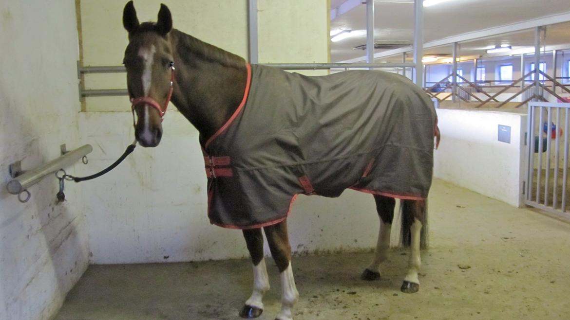 Dansk Varmblod Stenhedegårds Primadonna billede 3