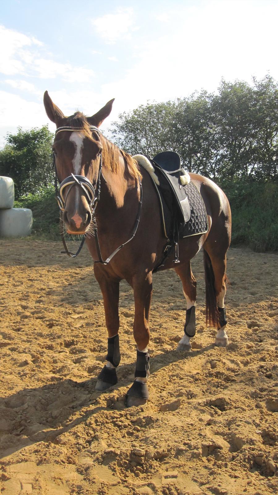 Dansk Varmblod Stenhedegårds Primadonna billede 4