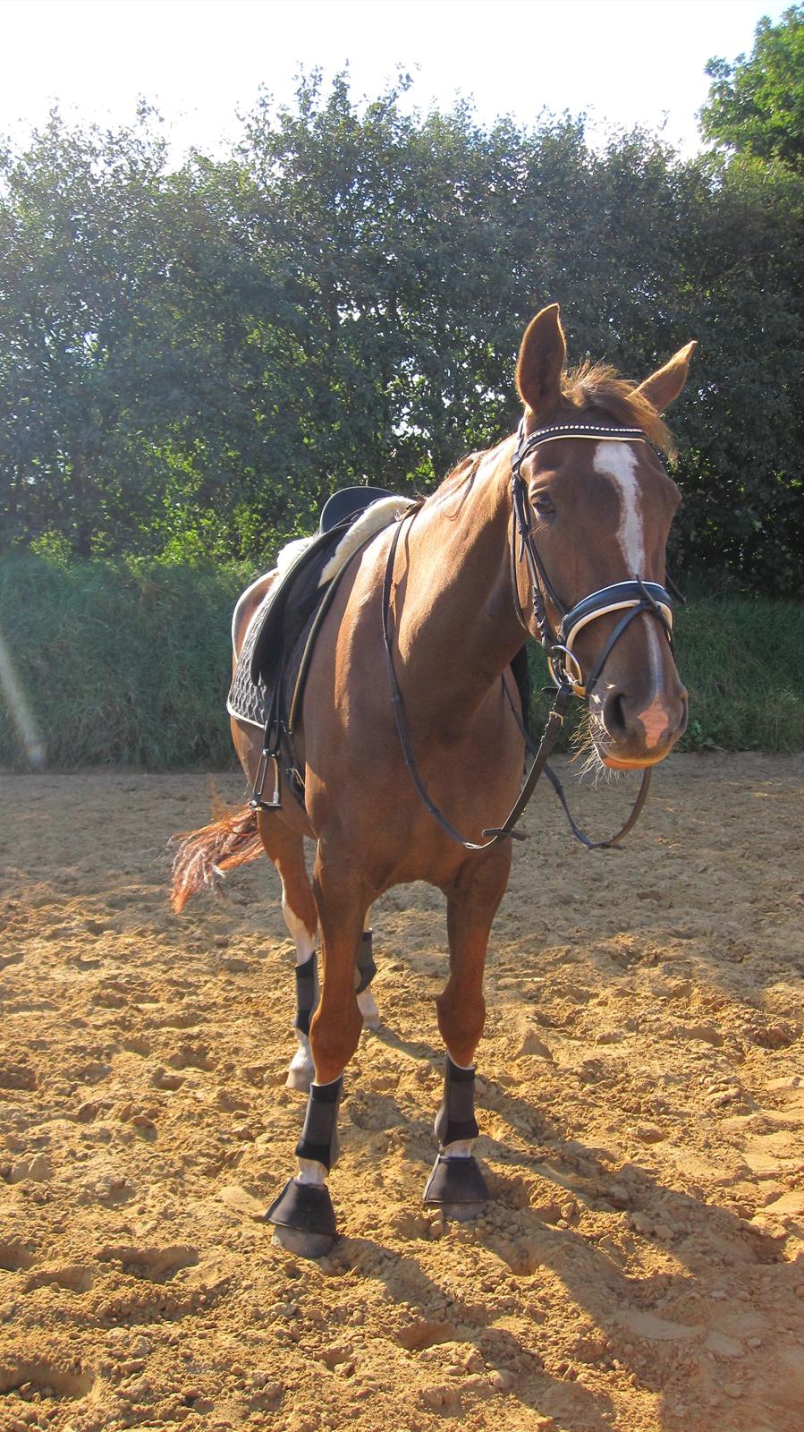 Dansk Varmblod Stenhedegårds Primadonna billede 5