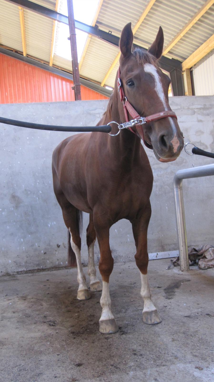 Dansk Varmblod Stenhedegårds Primadonna billede 2