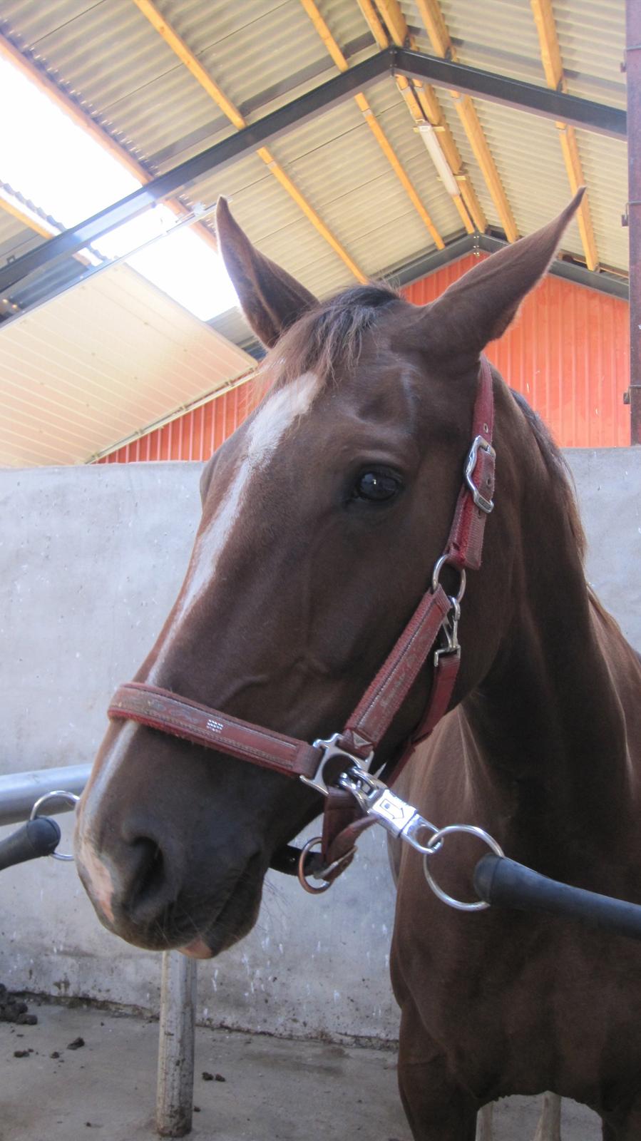 Dansk Varmblod Stenhedegårds Primadonna billede 1