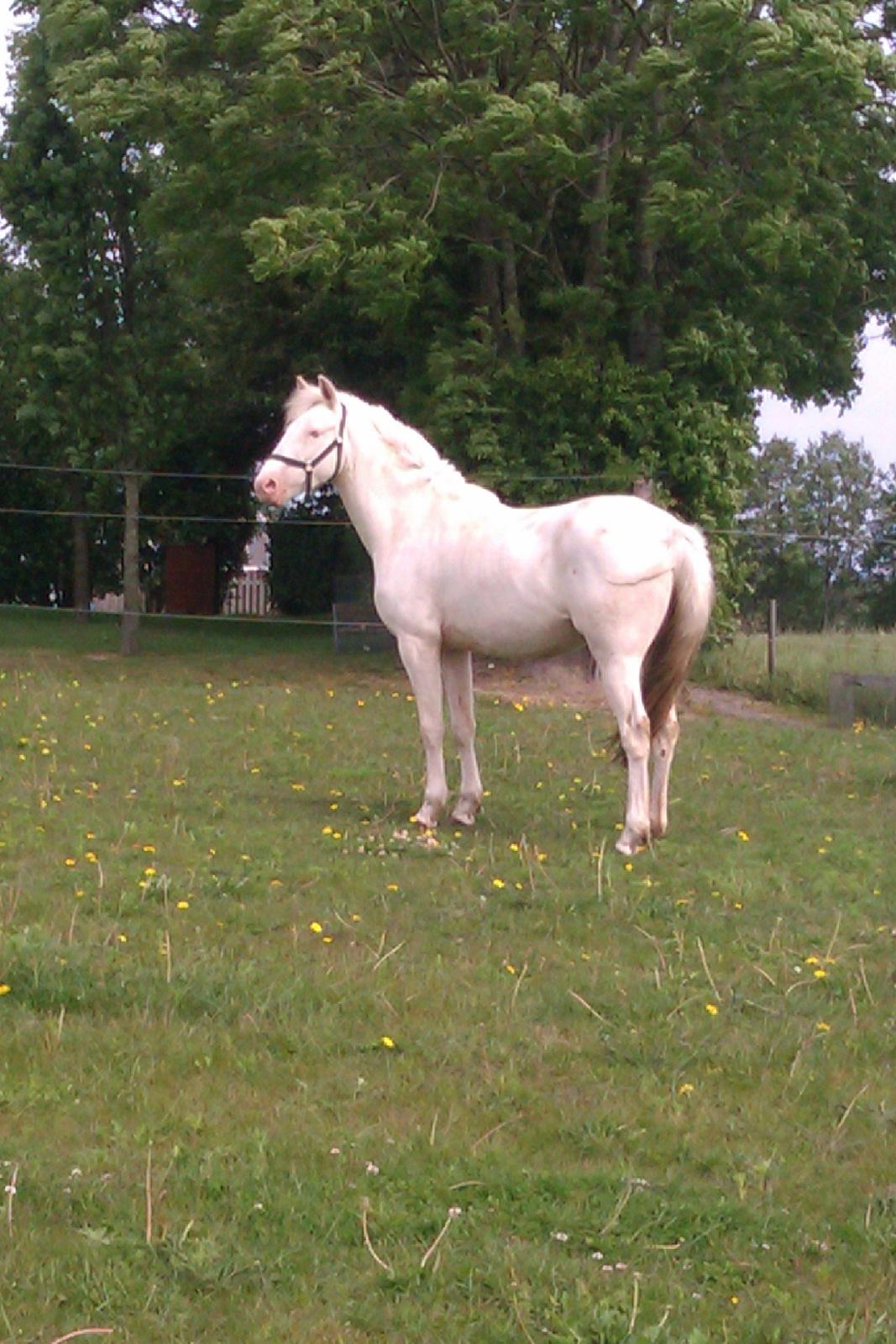 Palomino Bonette (Sanne) - Prinsessen ikke ret længe efter den endelige hjemkomst. billede 4