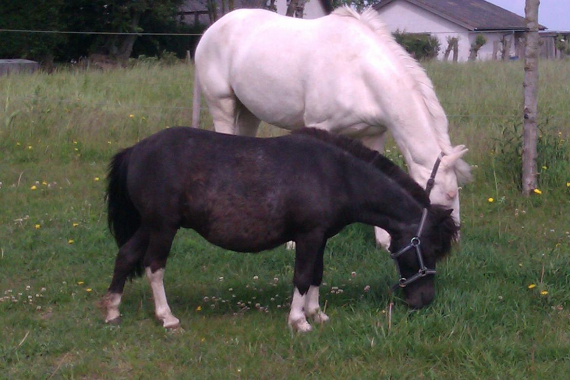 Palomino Bonette (Sanne) - Sanne sammen med Agnes 6 - en tro følgesven. billede 3