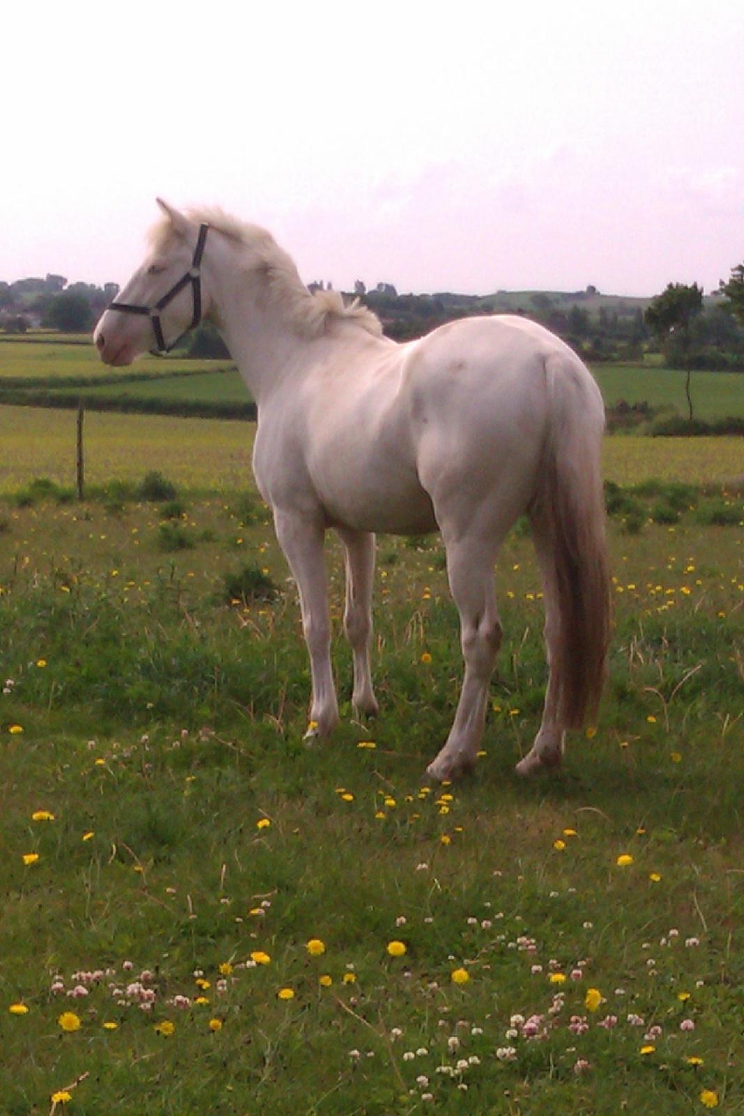 Palomino Bonette (Sanne) - Sanne eller Bonette nyder de varmere temperaturer og græsset.. billede 7