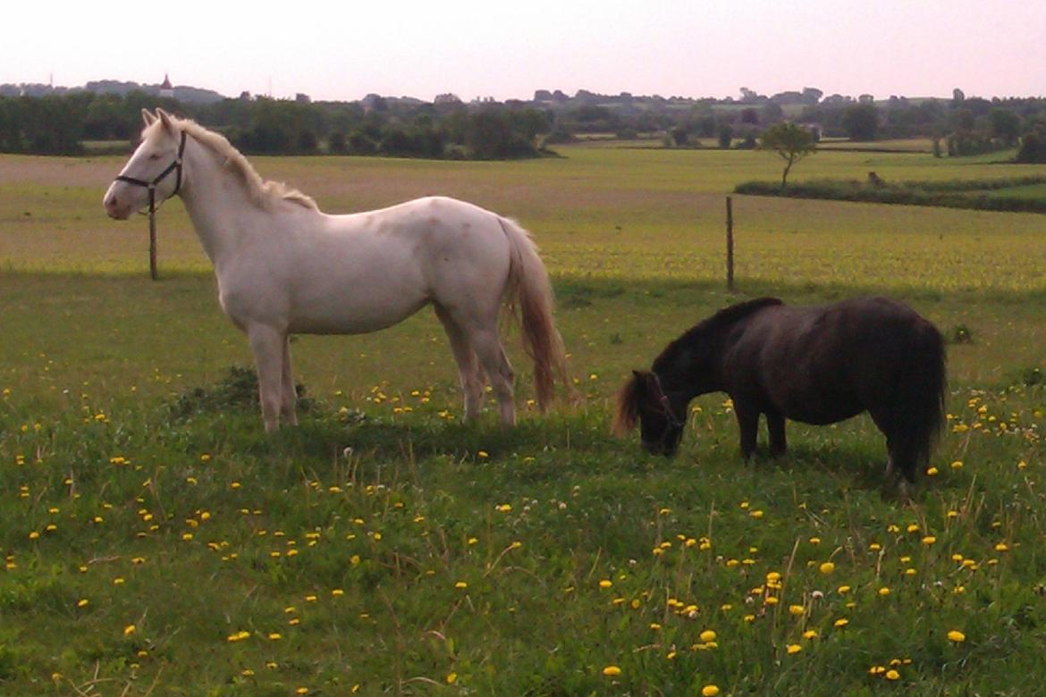 Palomino Bonette (Sanne) - Prinsesser. billede 8