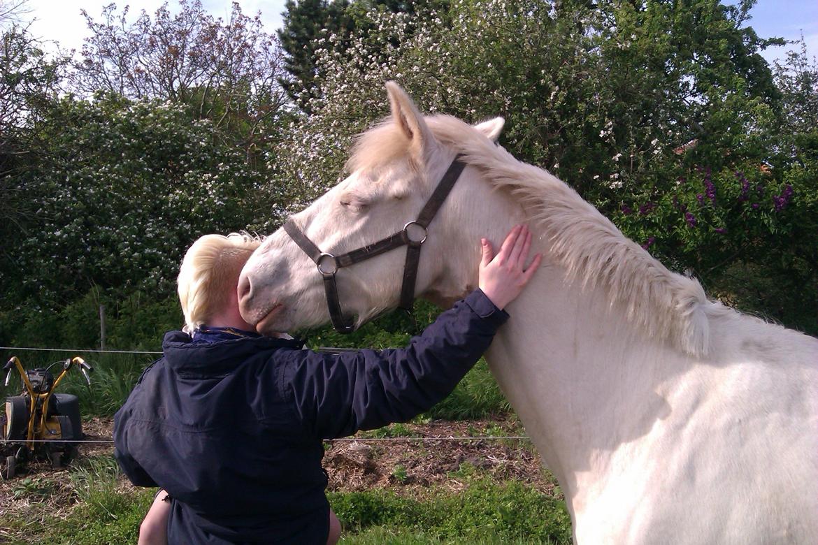 Palomino Bonette (Sanne) billede 11