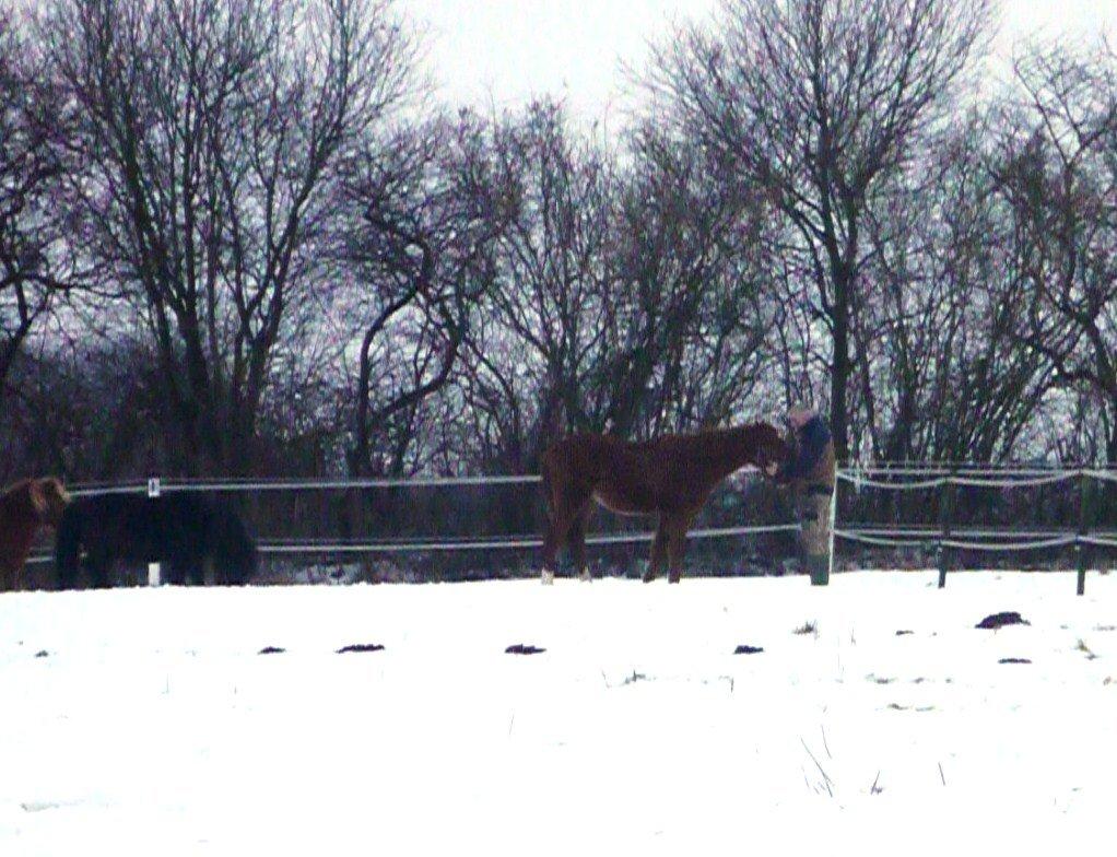 Anden særlig race Rocky - Det er altid godt, at Daddy passer på en, når det hele bliver lidt for overvældende. (15.12.12 - Laura Mailand) billede 4