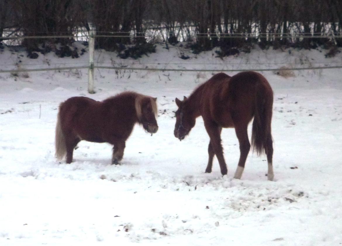 Anden særlig race Rocky - De to, skal nok blive gode venner! (15.12.12 - Laura Mailand) billede 8