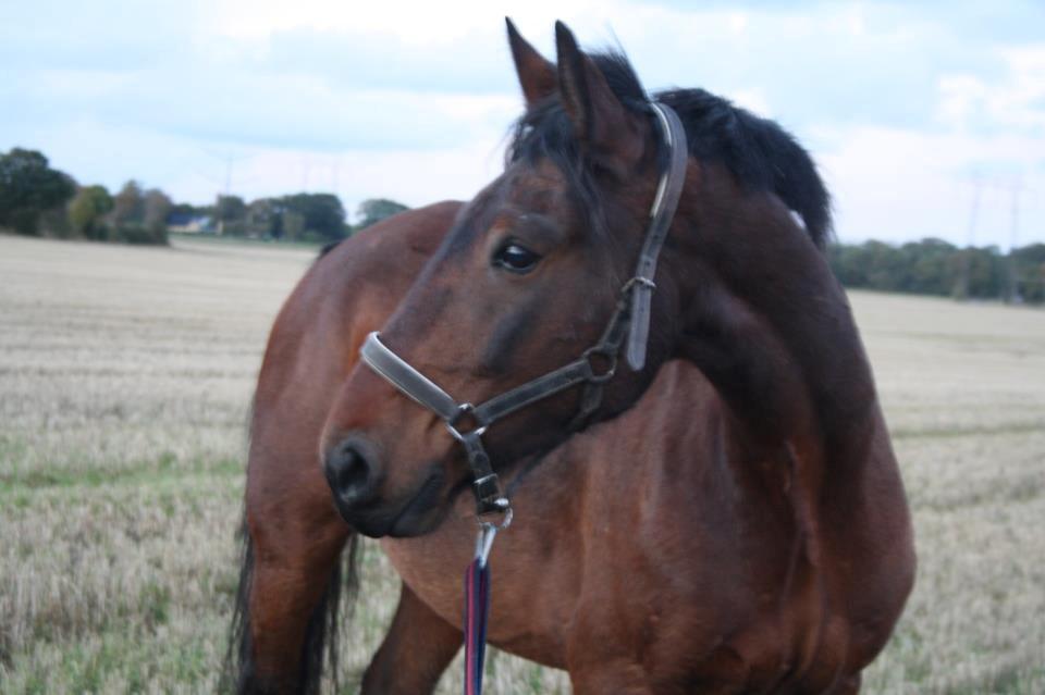 Polsk Koldblod Polo (Æslet) billede 2