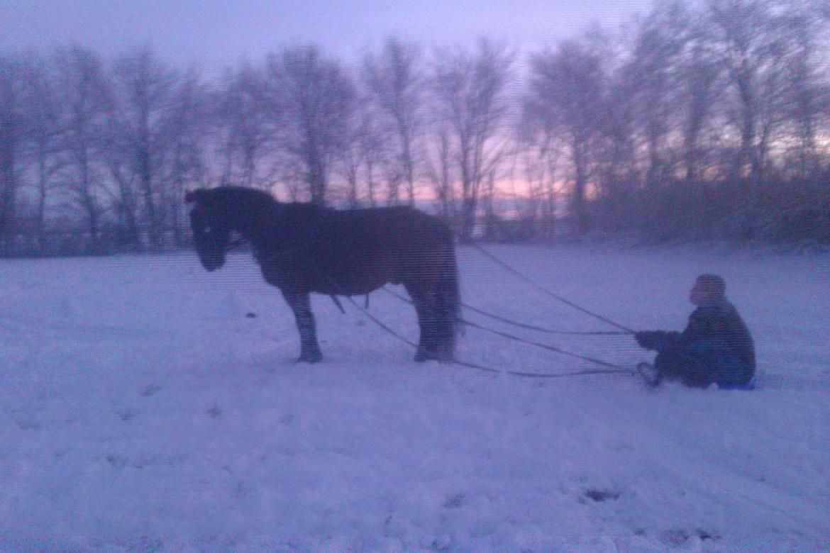 Polsk Koldblod Polo (Æslet) - For kælk med tobias som kusk  billede 4