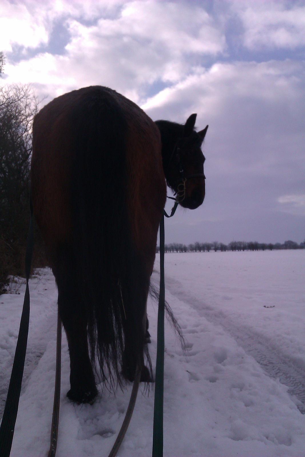 Polsk Koldblod Polo (Æslet) billede 5