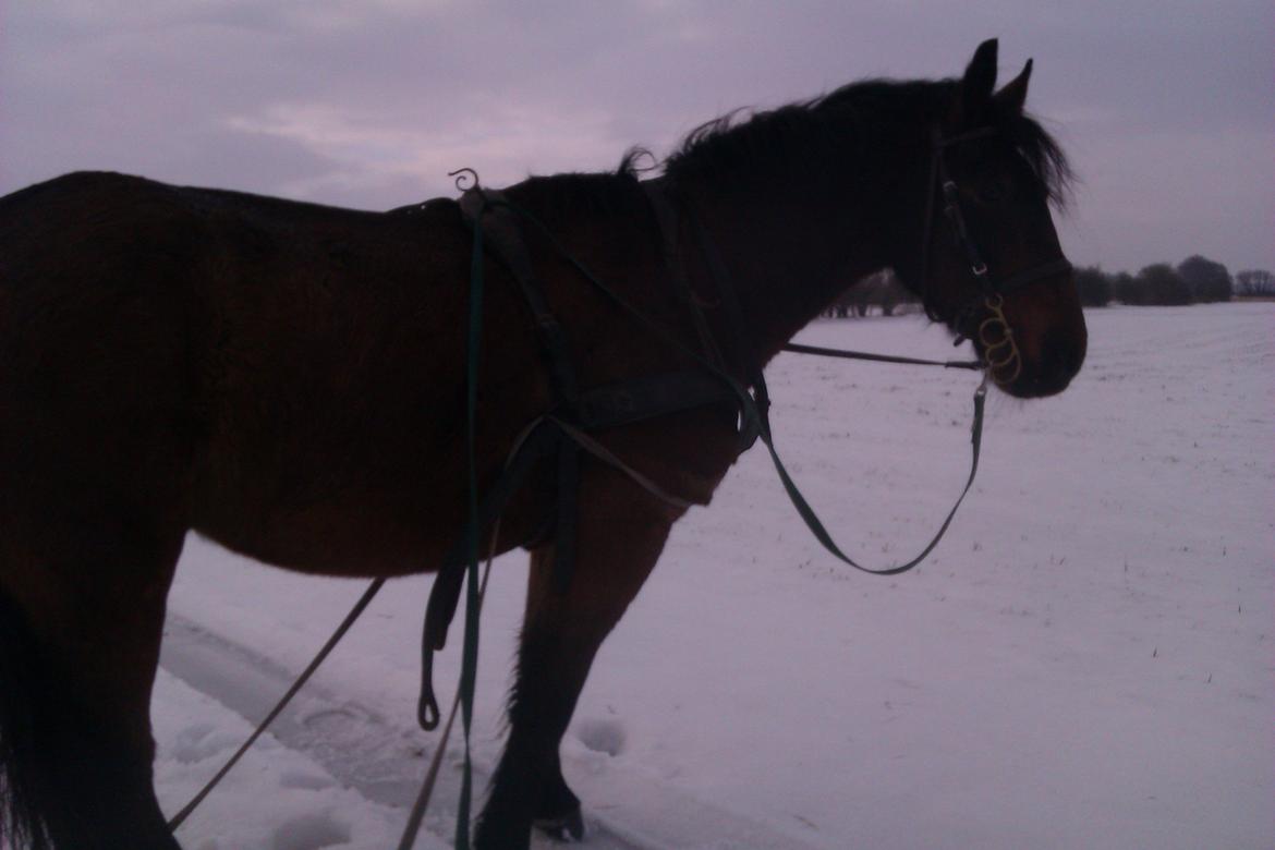 Polsk Koldblod Polo (Æslet) billede 6