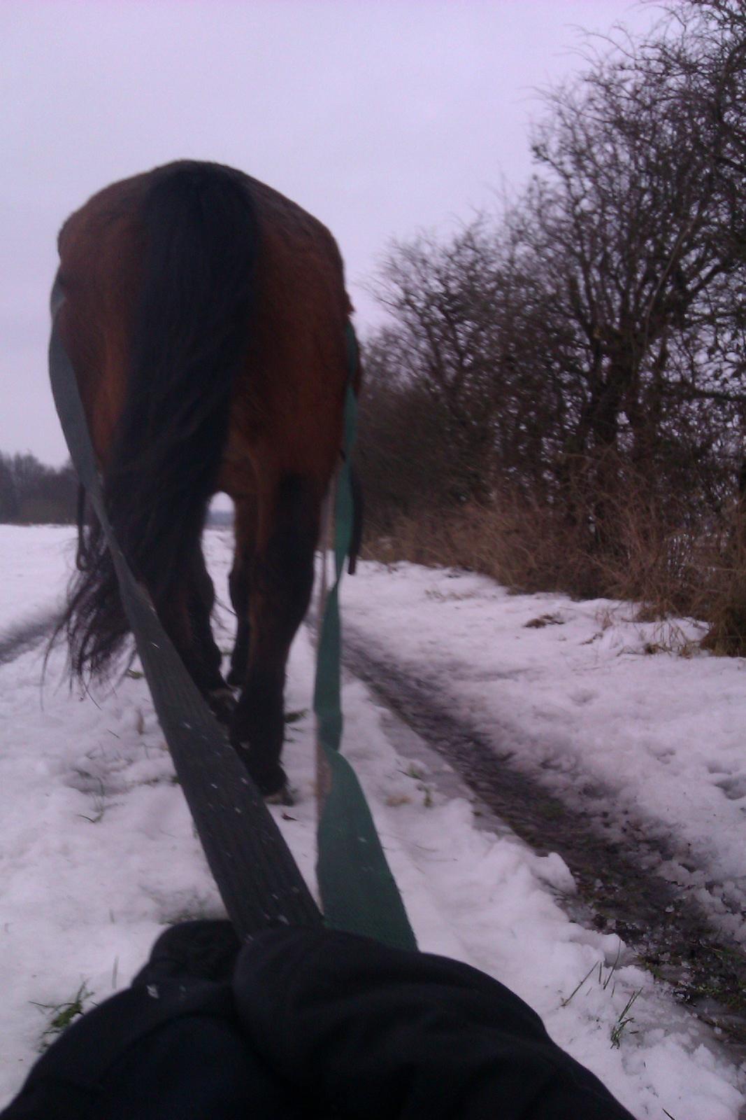 Polsk Koldblod Polo (Æslet) - hyggetur i dag, 15-12-12 
 billede 7