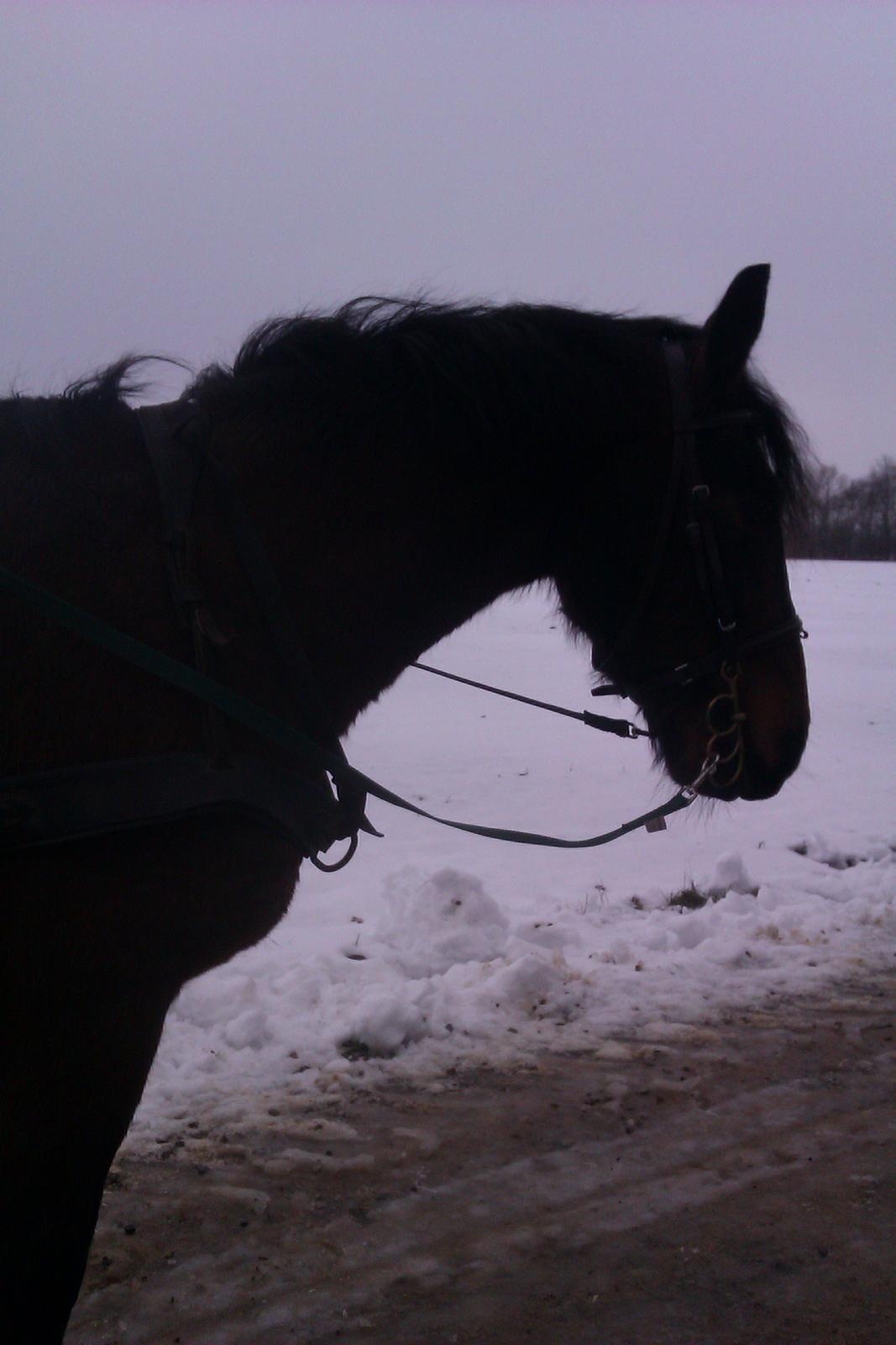 Polsk Koldblod Polo (Æslet) billede 8