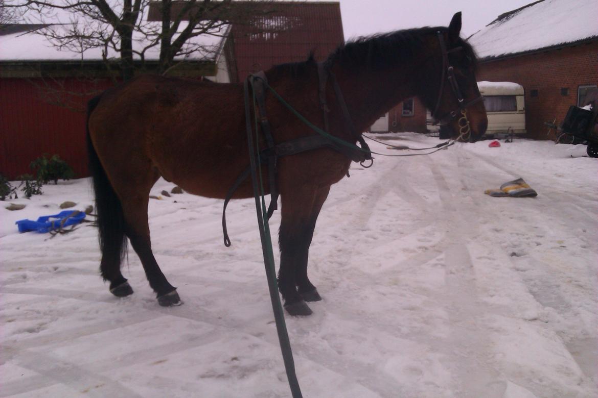 Polsk Koldblod Polo (Æslet) billede 9