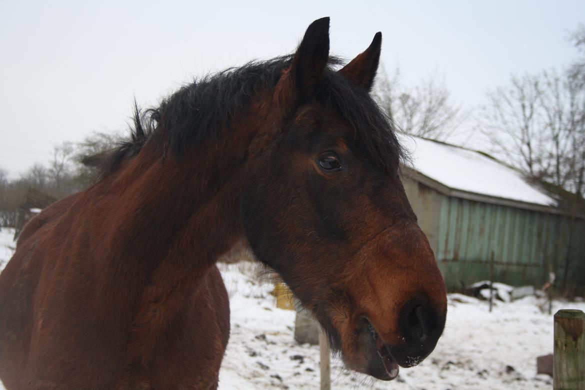 Polsk Koldblod Polo (Æslet) billede 10