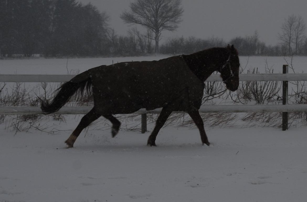 Anden særlig race Rosholmen's Kasmir - alt den sne! vinter 2010 billede 16