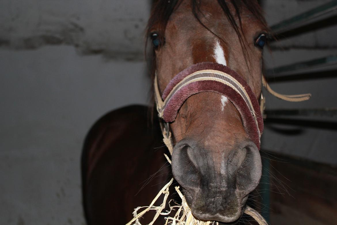 DSP Stidsbjergs Chanie - Min mus<3 billede 10