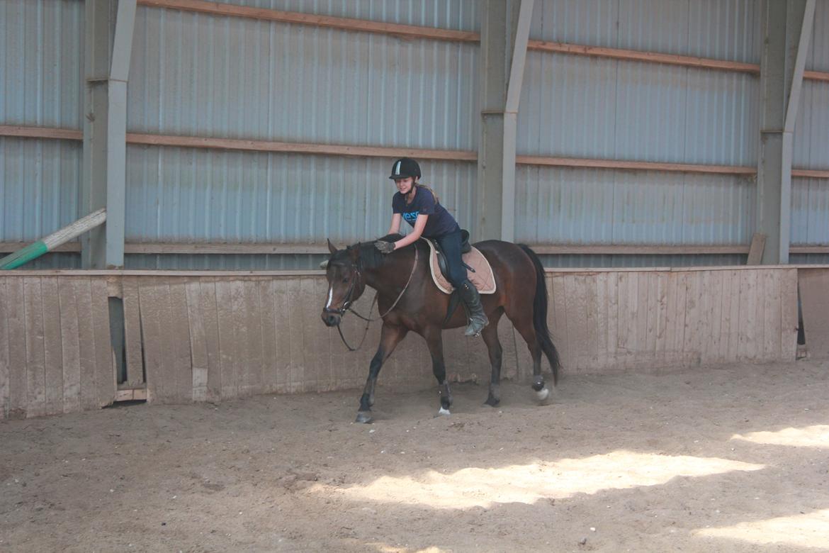 DSP Stidsbjergs Chanie billede 11