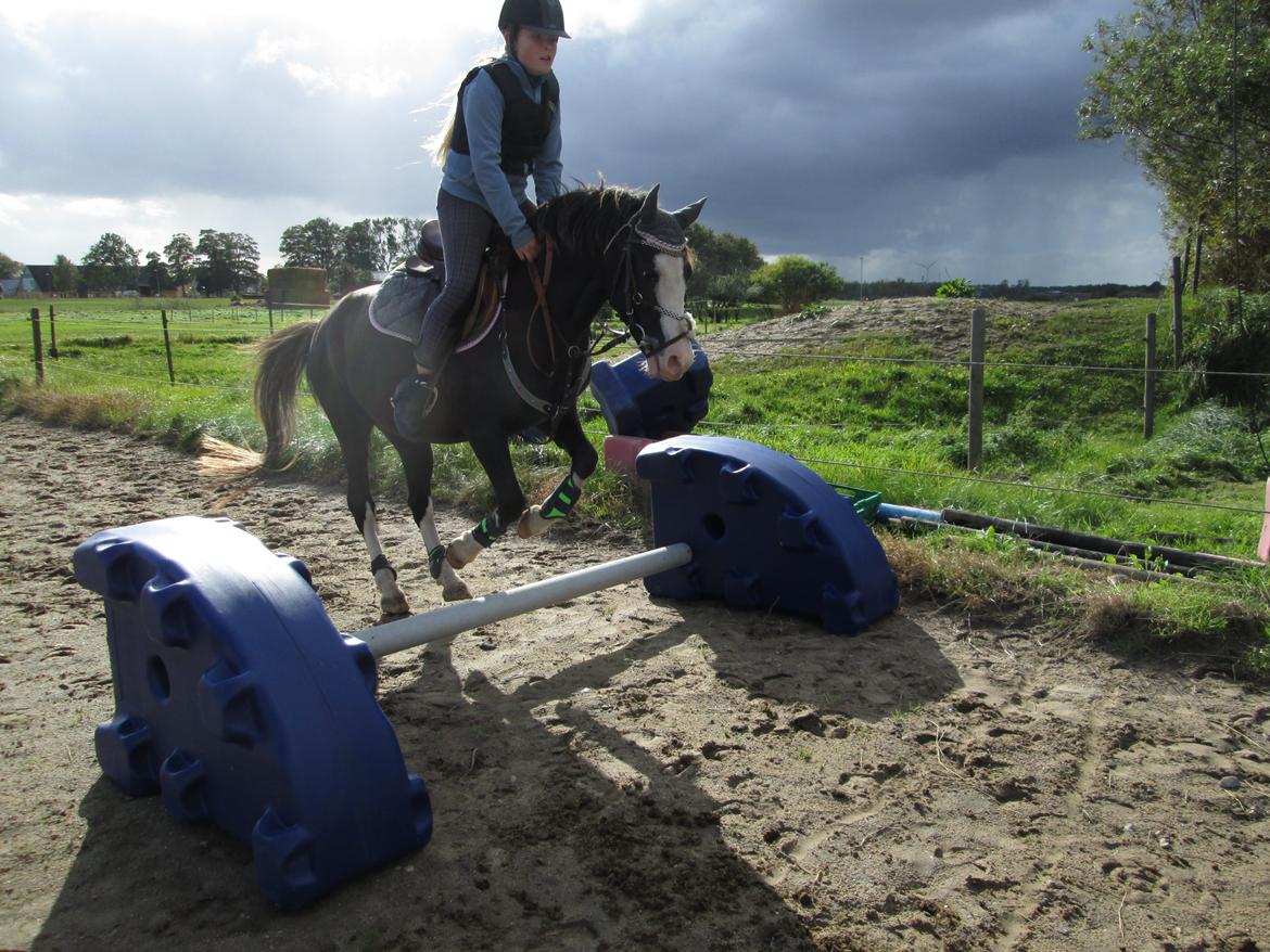 Welsh Pony (sec B) F.H. Bjerregårds Wonder - Lidt mærkelig spring teknik billede 16