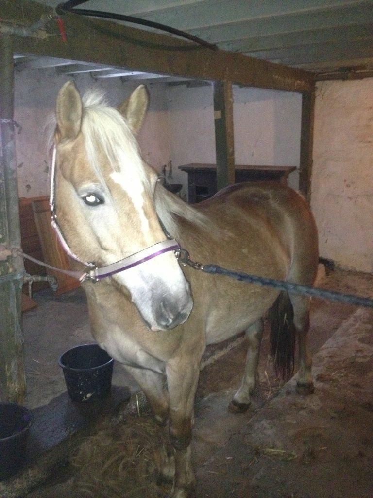 Haflinger Fanta  billede 2