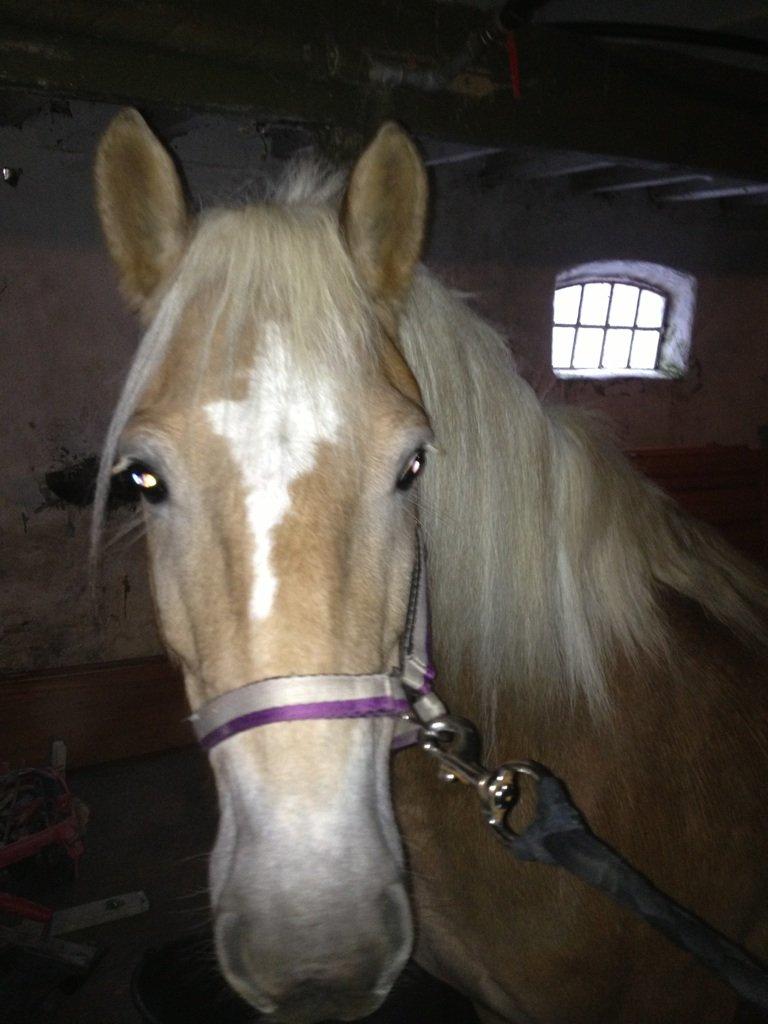 Haflinger Fanta  billede 1