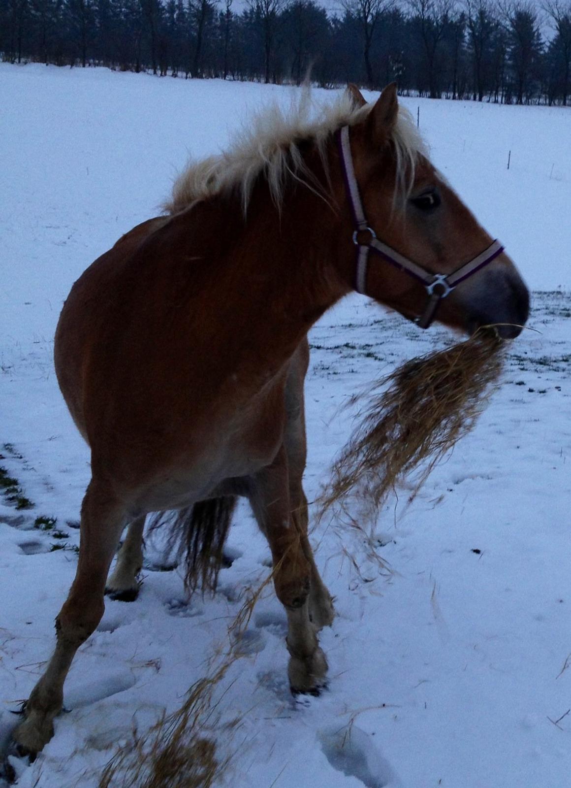 Haflinger Fanta  billede 3