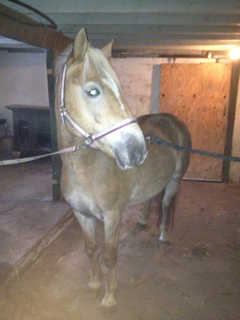 Haflinger Fanta  billede 4