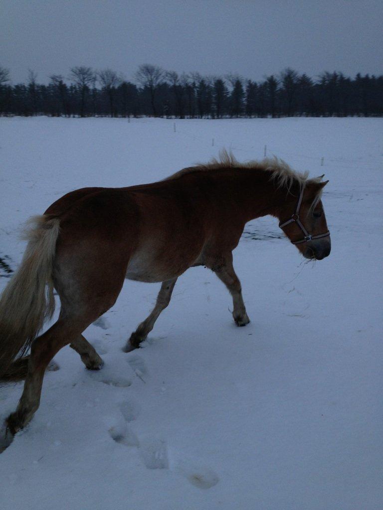 Haflinger Fanta  billede 5