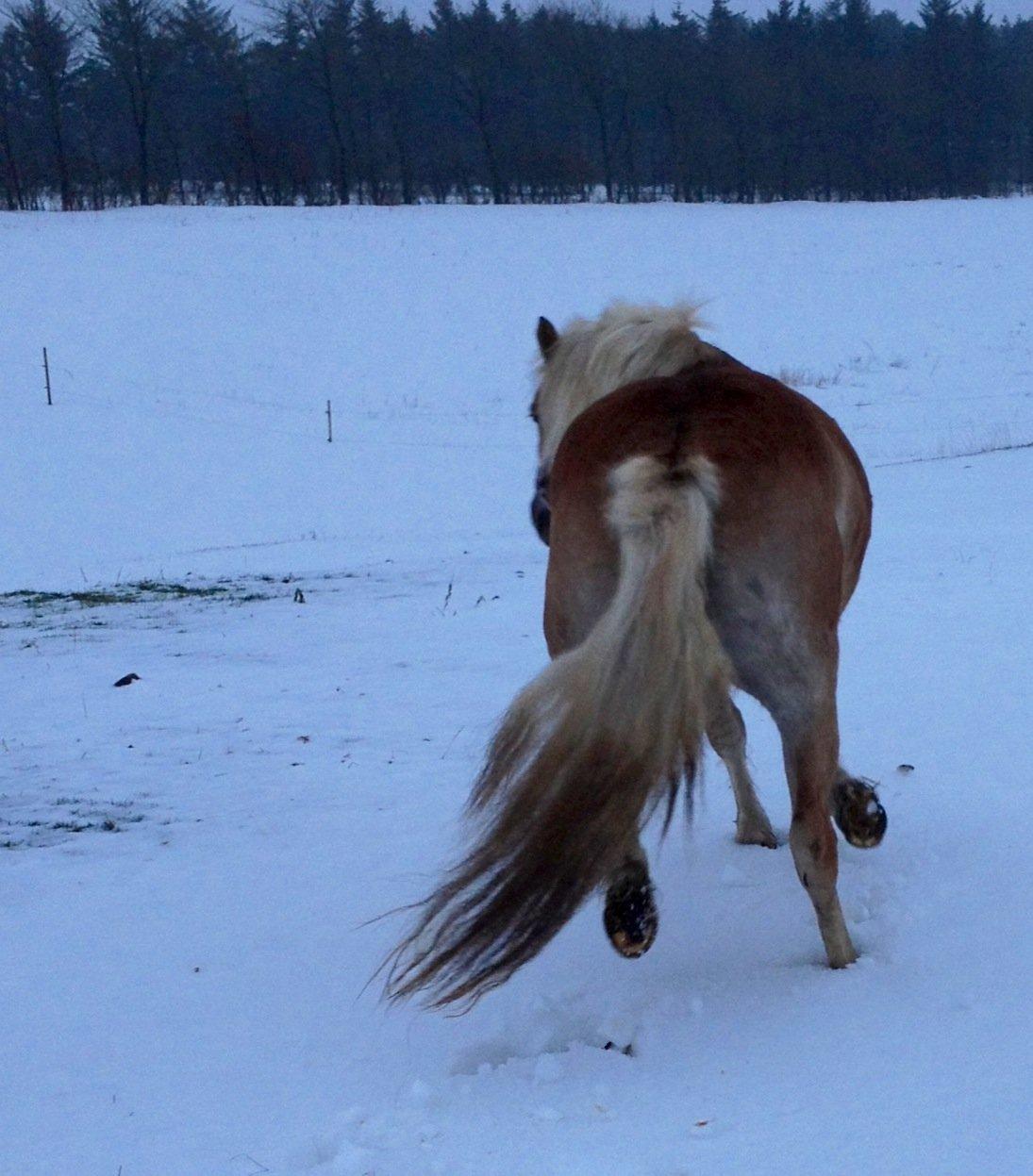 Haflinger Fanta  billede 6