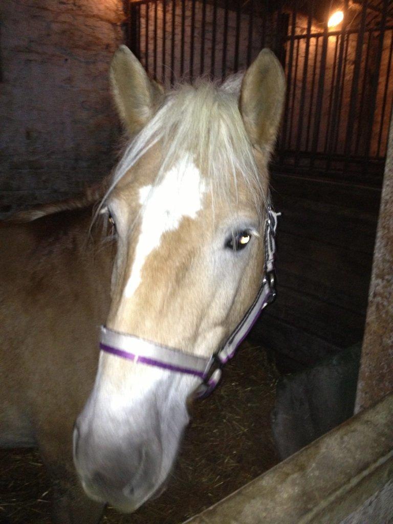 Haflinger Fanta  billede 7