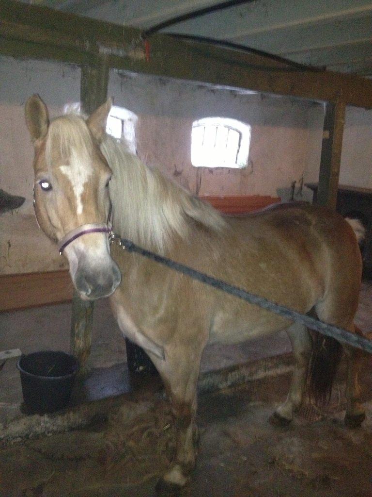 Haflinger Fanta  billede 8
