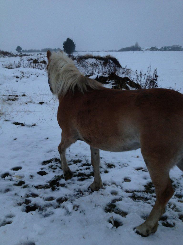 Haflinger Fanta  billede 9