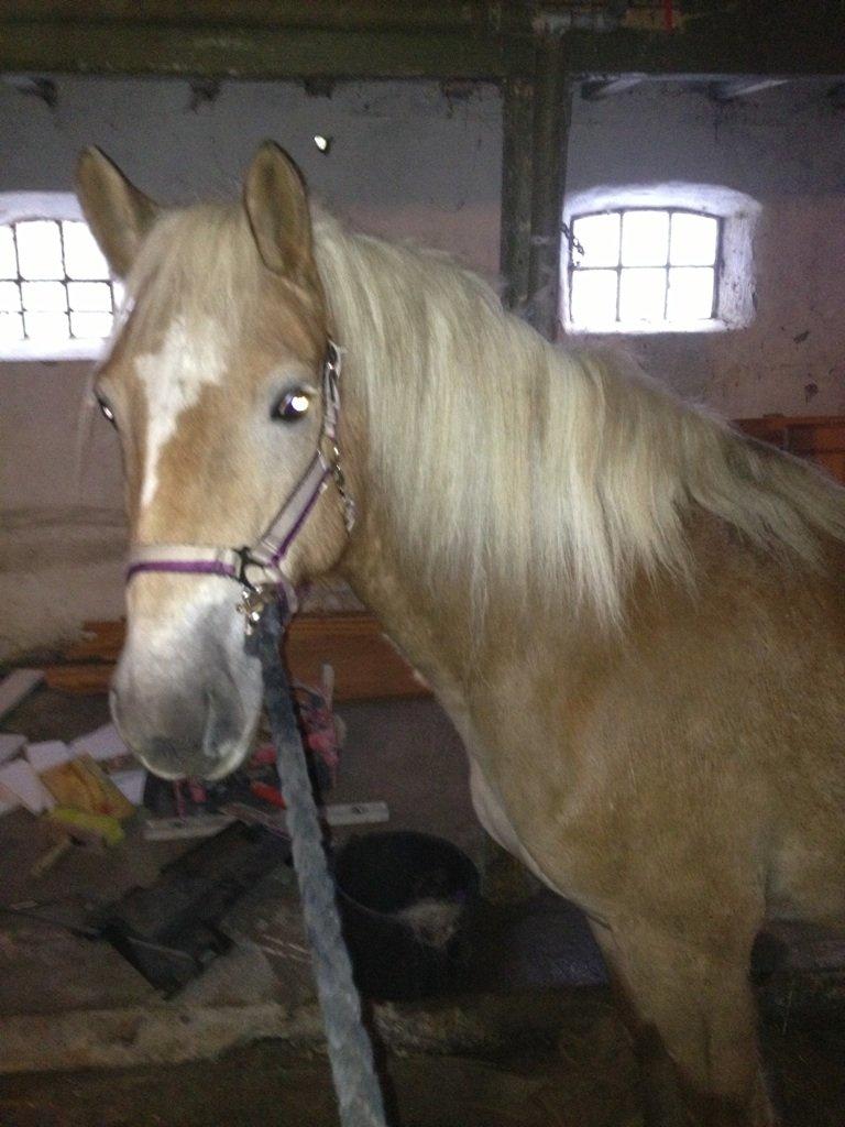 Haflinger Fanta  billede 10