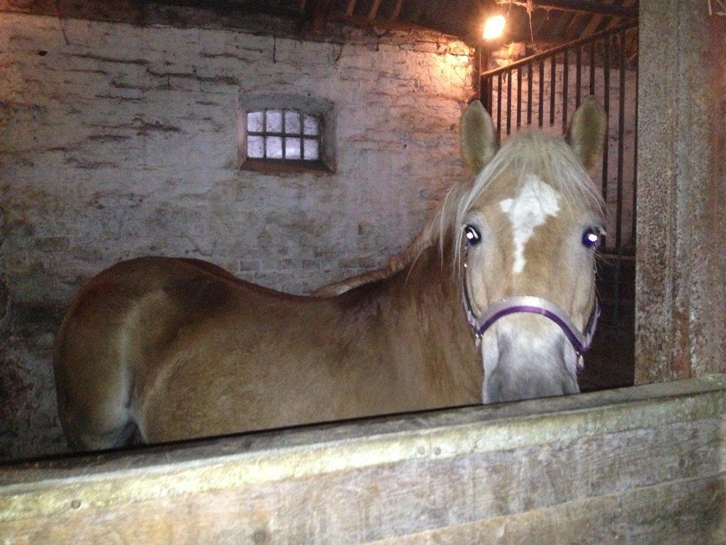 Haflinger Fanta  billede 11