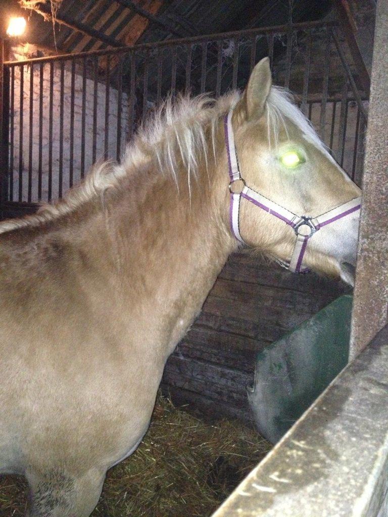 Haflinger Fanta  billede 13