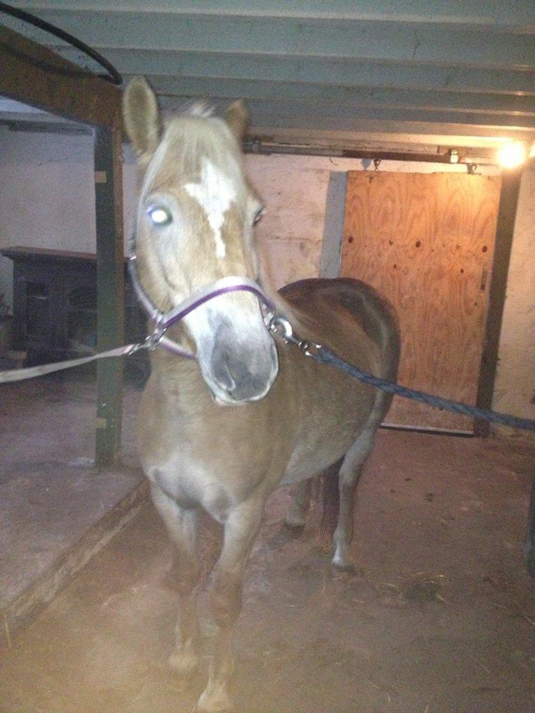 Haflinger Fanta  billede 16
