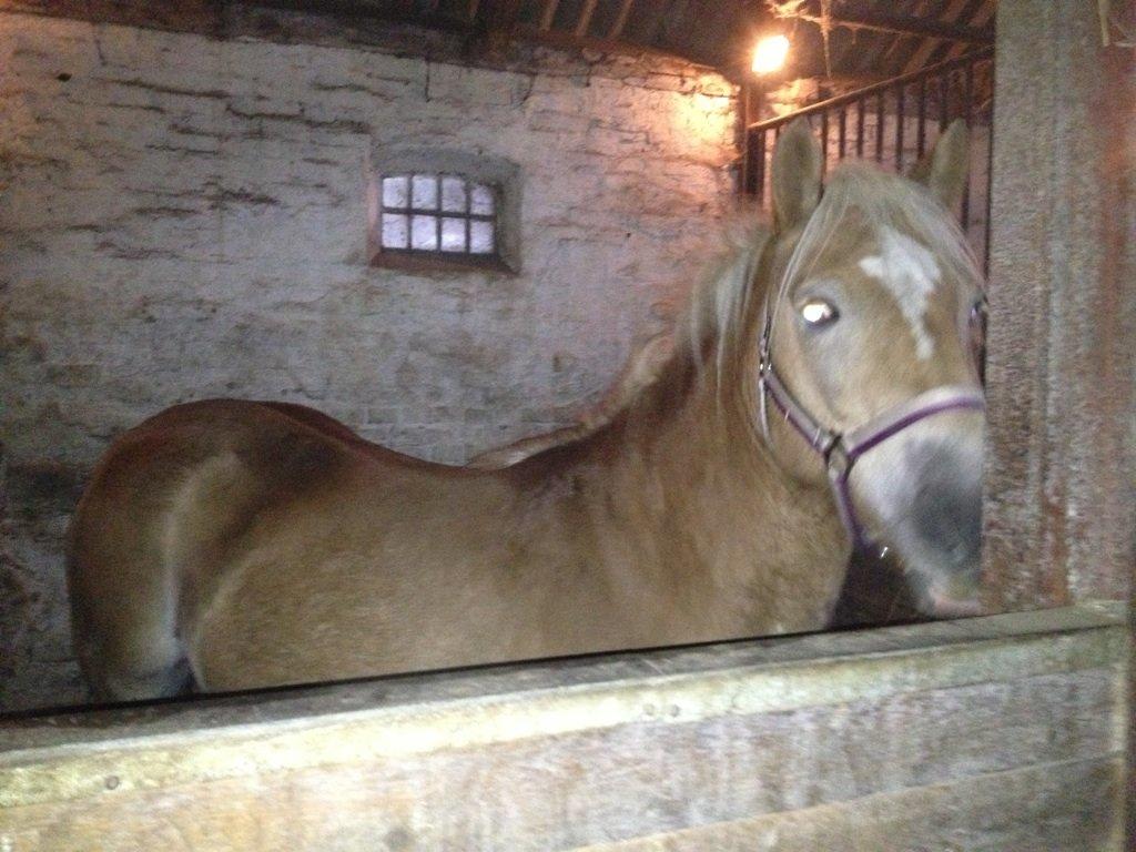 Haflinger Fanta  billede 17