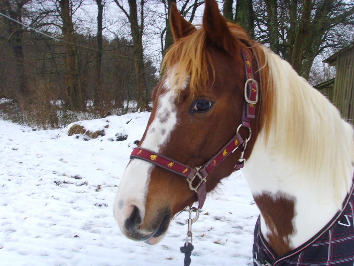 Pinto Sally billede 2