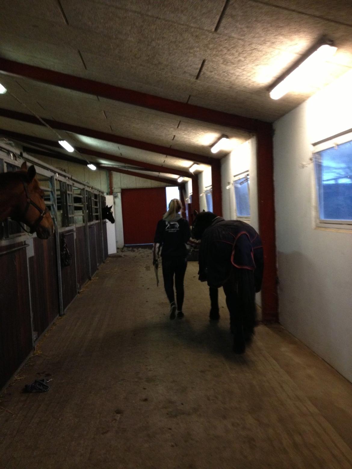 DSP Con Tender - Da vi gik mod traileren, da jeg skulle af med ham :'(
Det hårdeste jeg nogensinde har prøvet! billede 18