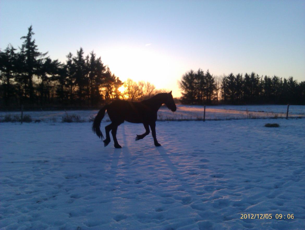 Frieser Temmy billede 10