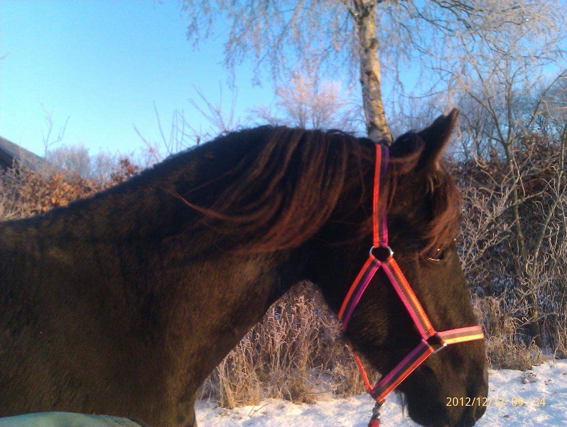 Frieser Temmy billede 1