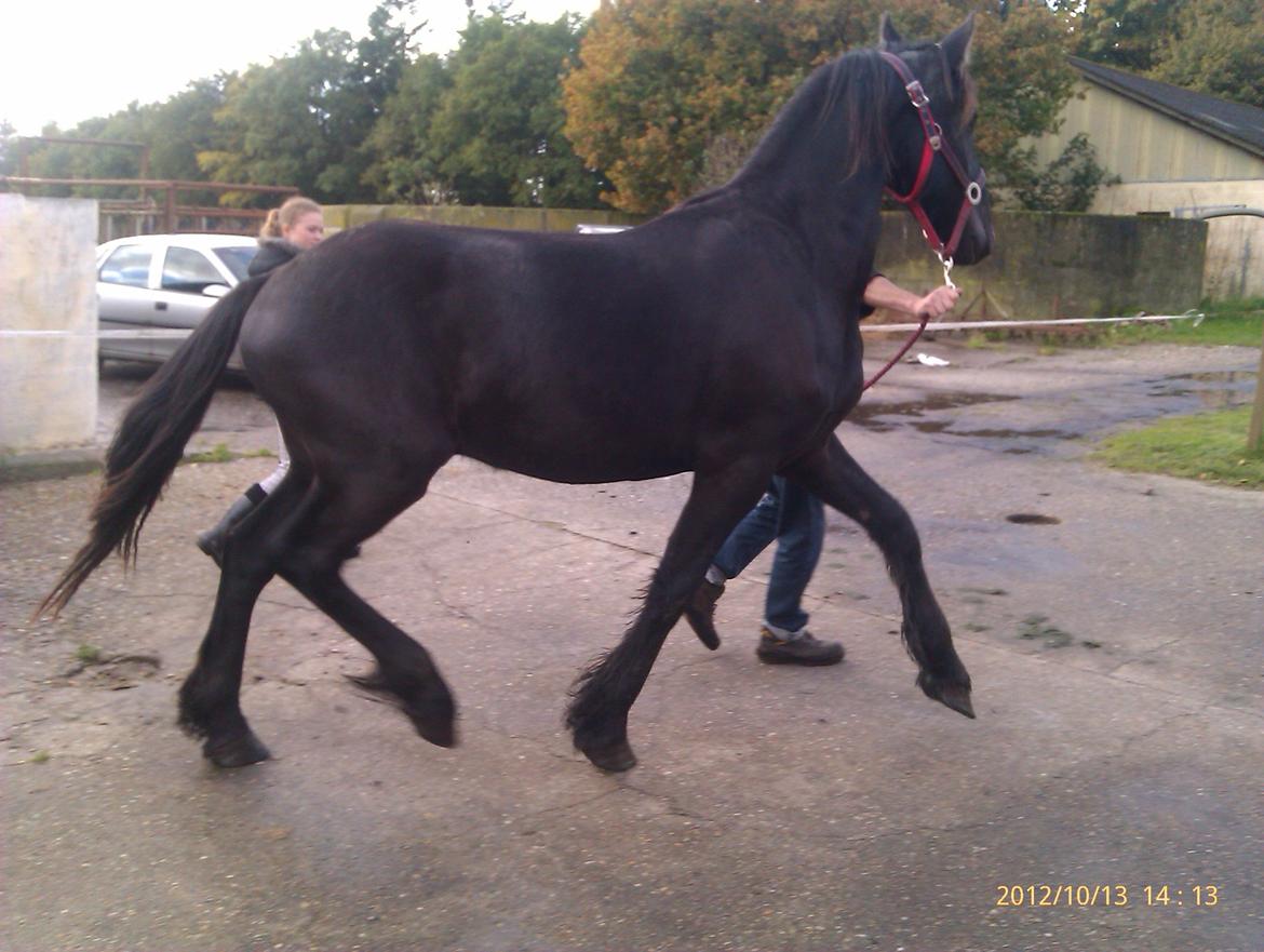 Frieser Temmy billede 11